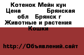 Котенок Мейн кун › Цена ­ 10 000 - Брянская обл., Брянск г. Животные и растения » Кошки   